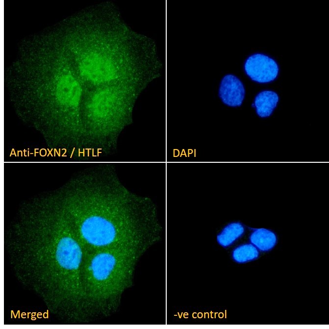 Goat Anti-FOXN2 / HTLF Antibody