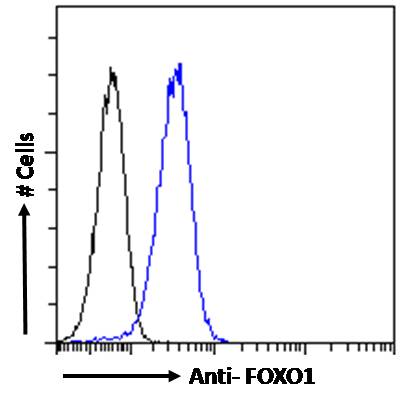 Goat Anti-FOXO1 Antibody