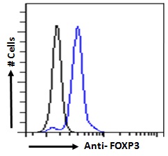 Goat Anti-FOXP3 Antibody