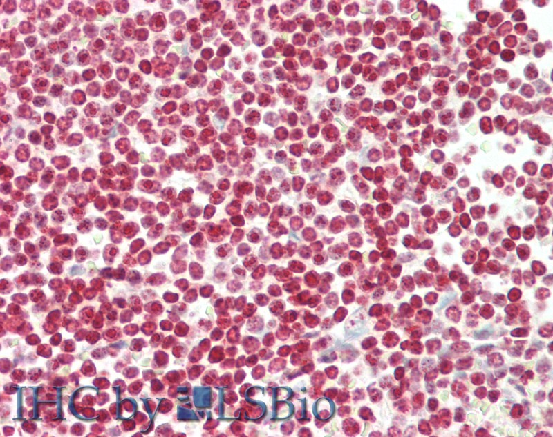 Goat Anti-Foxp3 Antibody