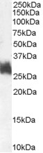 Goat Anti-FRA1 / FOSL1 Antibody