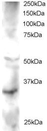 Goat Anti-FRAT2 / GSK-3 Antibody