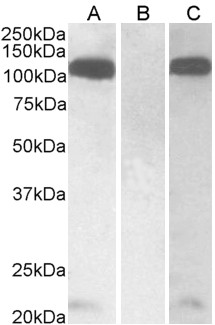 Goat Anti-Furin (C terminus) Antibody