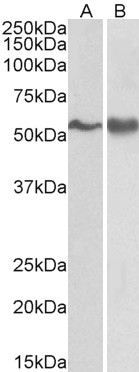 Goat Anti-FYN Antibody
