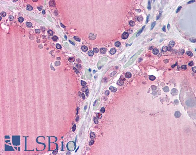 Goat Anti-FZD9 Antibody