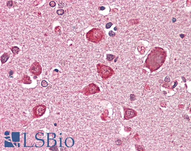 Goat Anti-GABRA6 (aa15-26) Antibody