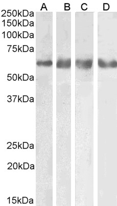 Goat Anti-GABRG2 (aa384-396) Antibody