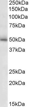 Goat Anti-GABRG2 (aa400-410) Antibody