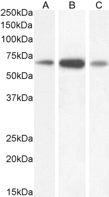 Goat Anti-GAD1 (isoform GAD67) Antibody