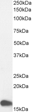 Goat Anti-GAL Antibody