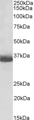 Goat Anti-GAPDH (C Terminus) Loading Control, biotinylated Antibody