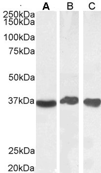 Goat Anti-GAPDH (Internal) Antibody