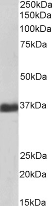 Goat Anti-GAPDH (Internal), Biotinylated Antibody