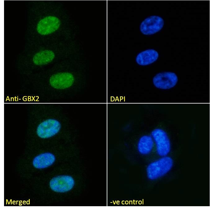 Goat Anti-GBX2 Antibody