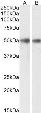Goat Anti-GDE1 / MIR16 (aa230-242) Antibody