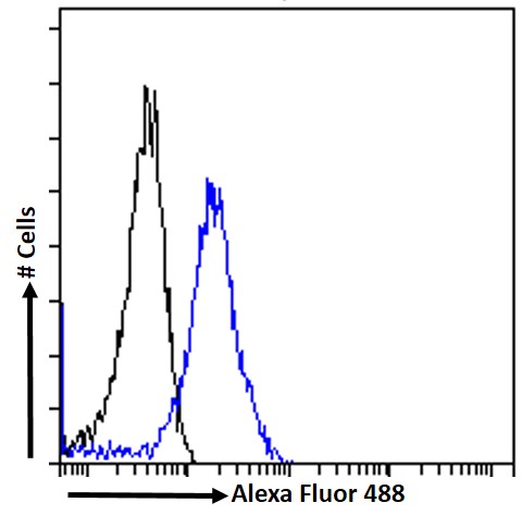 Goat Anti-GDF15 Antibody