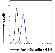 Goat Anti-Gelsolin / GSN Antibody