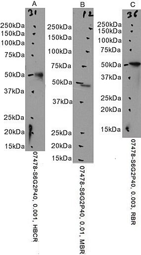 Goat Anti-GFAP Antibody