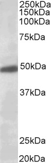Goat Anti-GIRK2 / KCNJ6 Antibody