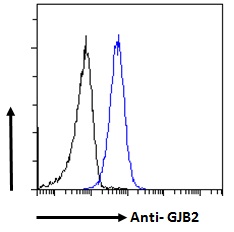 Goat Anti-GJB2 / Connexin 26 Antibody