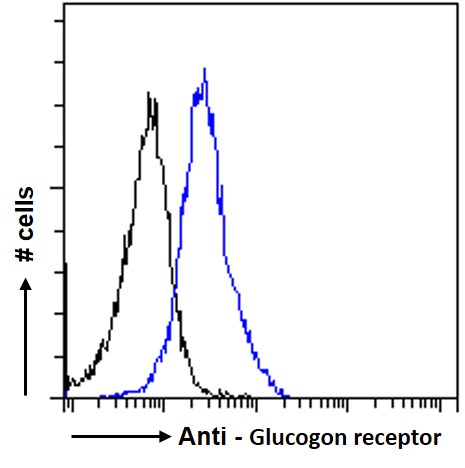 Goat Anti-Glucogon receptor Antibody