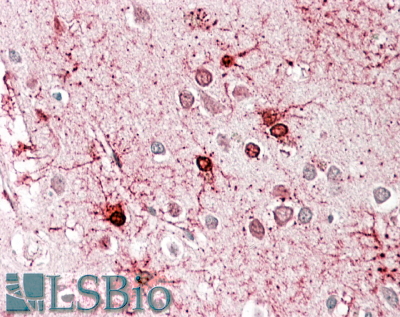 Goat Anti-Glutamate Dehydrogenase Antibody