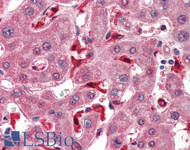 Goat Anti-Glutathione Peroxidase 1 (isoform1) Antibody