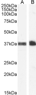 Goat Anti-Glycophorin A Antibody