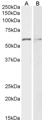 Goat Anti-Glypican-1 Antibody