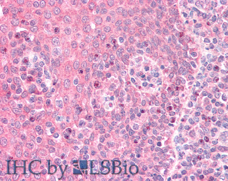 Goat Anti-GNAI2 (aa289-299) Antibody