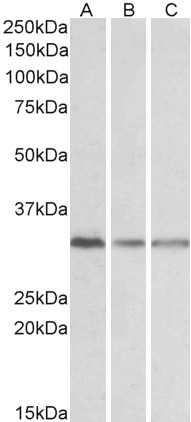 Goat Anti-GNB2L1 Antibody
