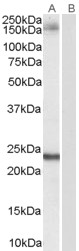 Goat Anti-GOLGA3 Antibody