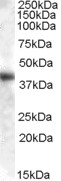 Goat Anti-GOT1 (aa 157-167) Antibody