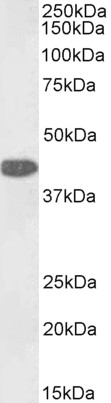 Goat Anti-GOT1 (aa 157-167), Biotinylated Antibody