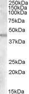 Goat Anti-GOT2 (aa 295 to 306) Antibody