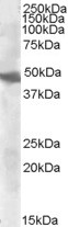 Goat Anti-GOT2 (aa 360 to 373) Antibody