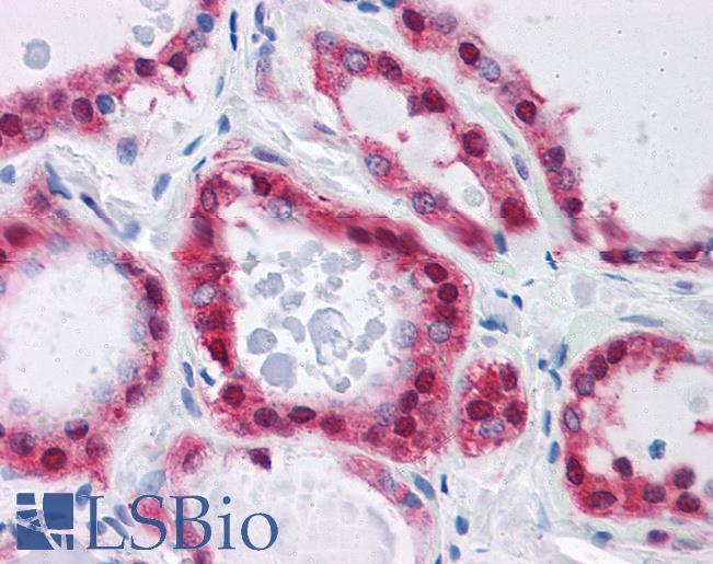 Goat Anti-GPI / Neuroleukin Antibody