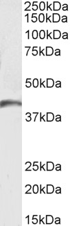 Goat Anti-GPR17 Antibody