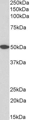 Goat Anti-GPR39 (aa377-391) Antibody