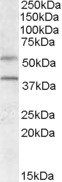 Goat Anti-GPR81 / FKSG80 Antibody