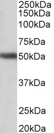 Goat Anti-GPR83 (aa17-30) Antibody