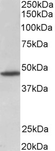 Goat Anti-GPR83 (aa59-71) Antibody