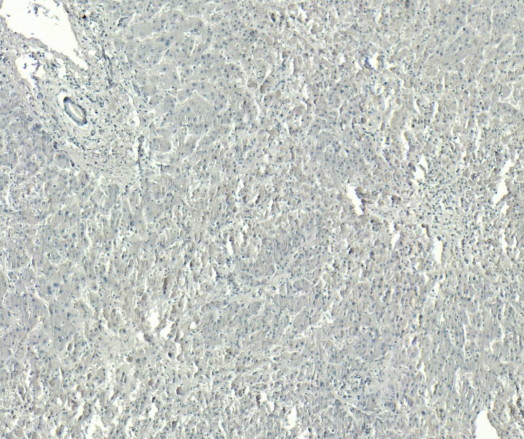 Goat Anti-GPR94 / TRA1 Antibody