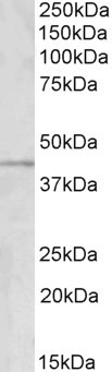 Goat Anti-GRAMD3 Antibody