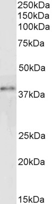 Goat Anti-GRAP2 / GRID /  Grf40 Antibody