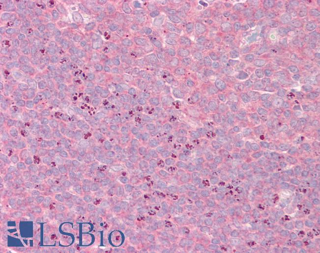 Goat Anti-GRASP1 / GRIPAP1 Antibody