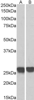 Goat Anti-GRB2, biotinylated Antibody
