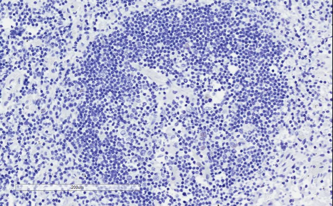 Goat Anti-GRB2 Antibody