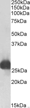 Goat Anti-Gsta3 (rat) Antibody