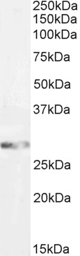 Goat Anti-GSTM3 (aa47-60) Antibody